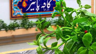 کافه پاییز