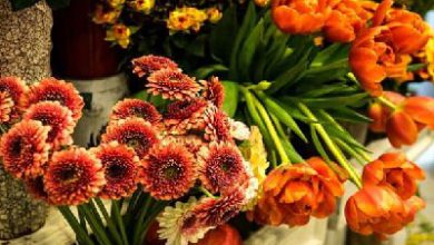 گلسرای آفتاب