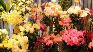 گلسرای شقایق